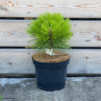 Pinus nigra, Borovica čierna ´MARIE BREGEON´ kont. C3L, výška 20-30 cm 